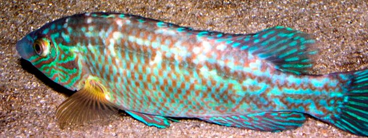 Centrolabrus exoletus_04